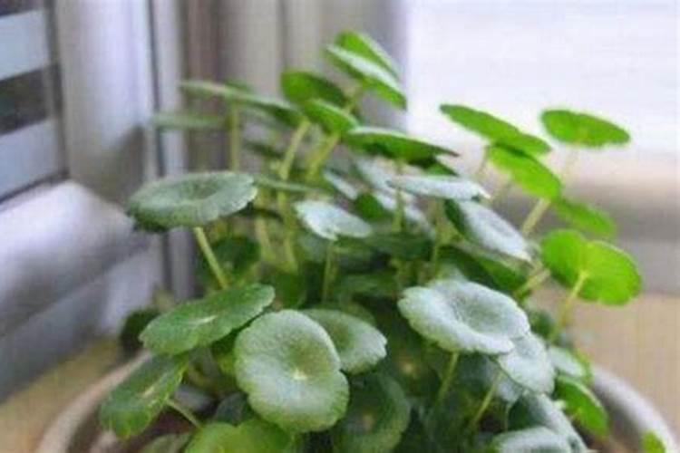 马铃薯种植到底用哪种钾肥好？该如何施好钾肥？