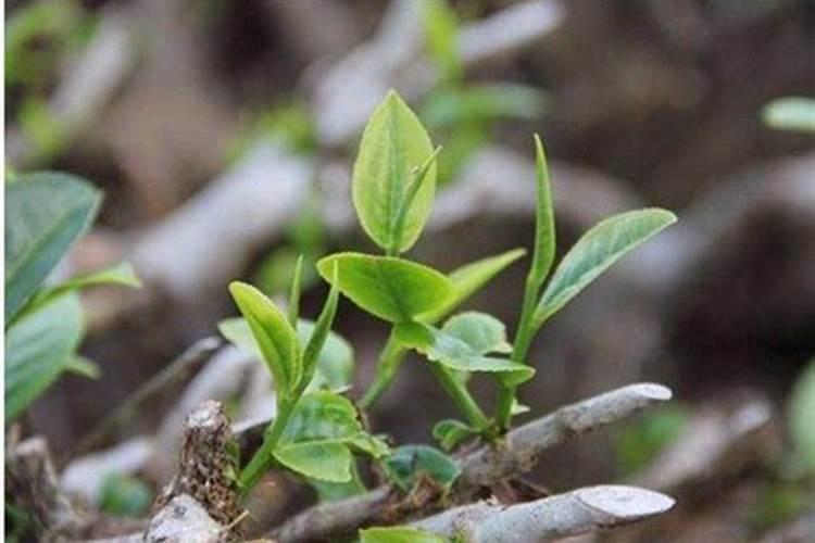 怎样可以提升茶叶的质量？