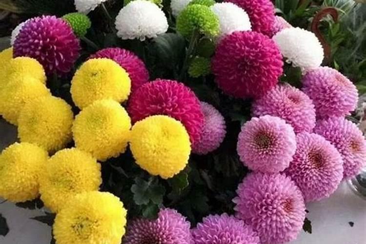 乒乓菊怎么过冬,乒乓菊冬天怎么养(图)