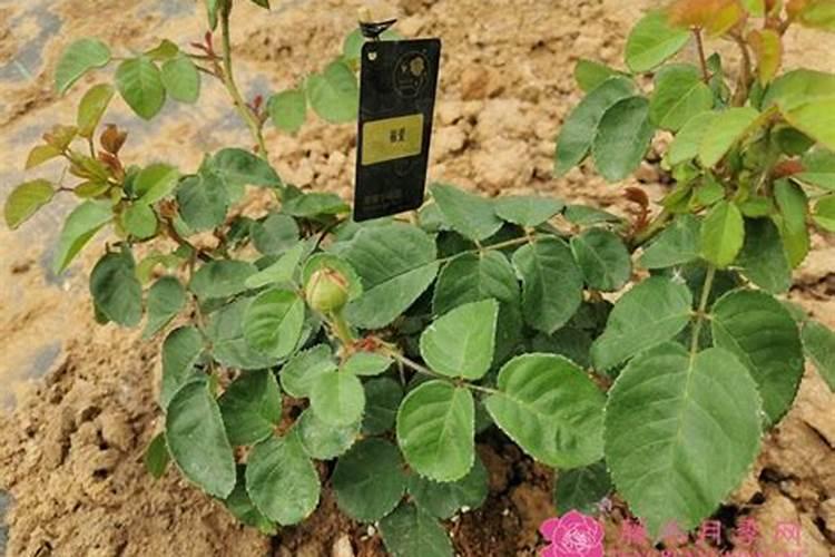 月季僵苗怎样才能发新芽