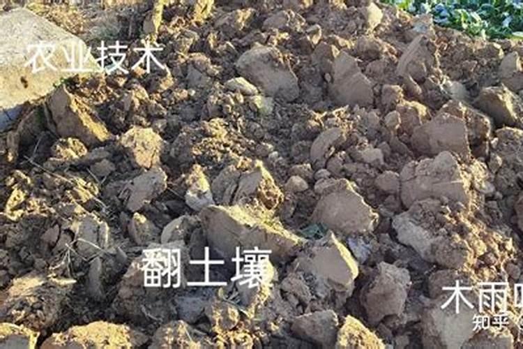 西瓜的苗根部腐烂怎么办？？