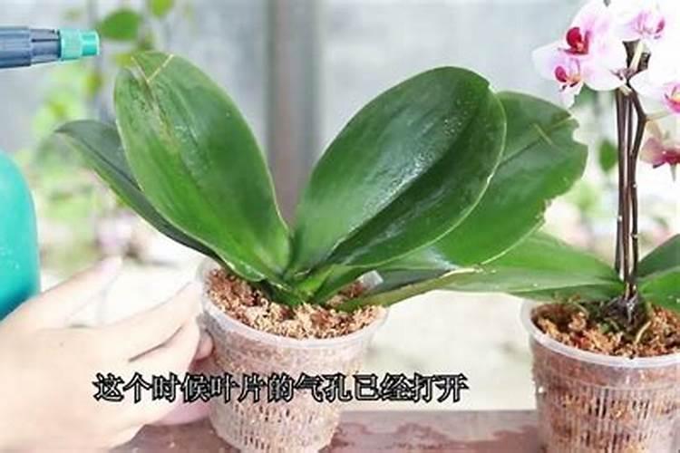 葡萄坐果后施什么肥料