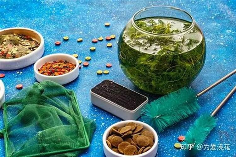 芦荟怎么养殖才又肥又厚