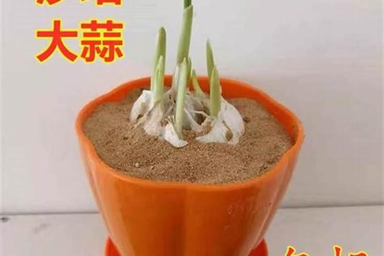 水溶肥到底怎么施用？