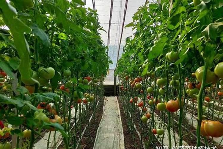 什么菜可以用沙子种植