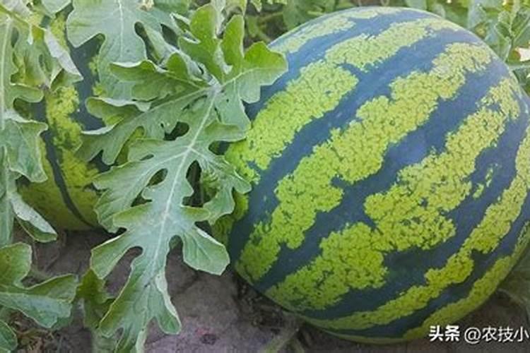 黄瓜多久施肥一次 “黄瓜施肥时间间隔是多久？”