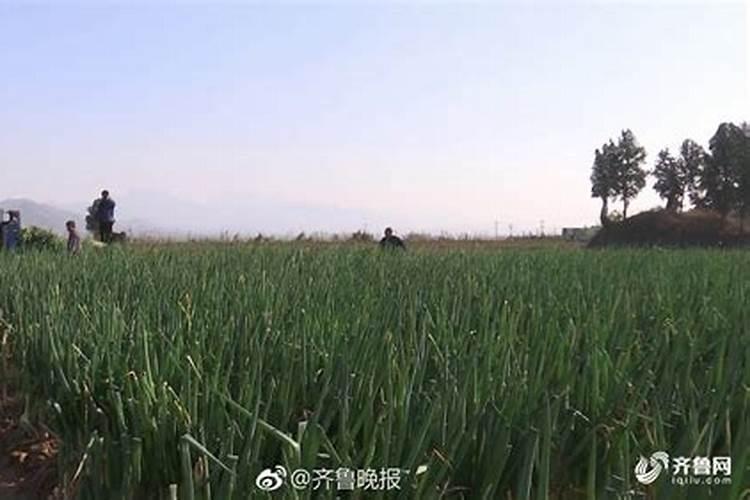 今天种玉米过年种大葱可以吗？