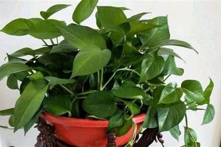 水培绿萝用什么肥料最好呢