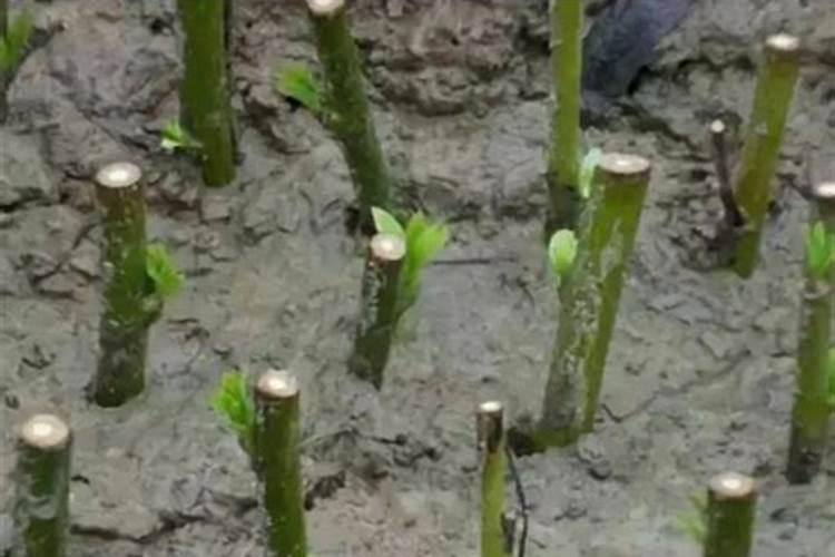 生根粉怎么用效果好 生根粉怎么用效果最佳