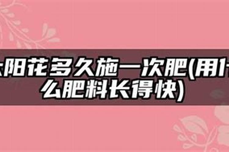 太阳花幼苗多大可以施肥
