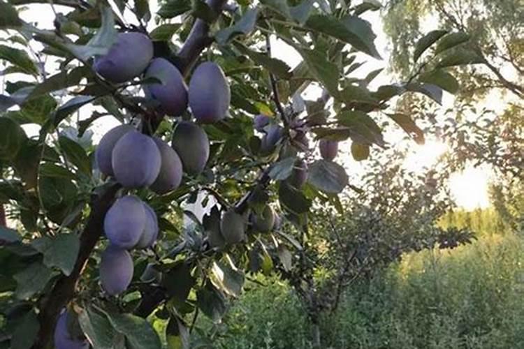 西梅施什么肥料膨果？怎样让果实快速膨大？西梅保花保果防裂增甜着色用...