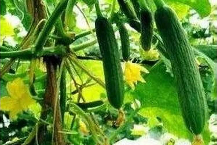 我家的黄瓜苗发黄了打点硫酸二氢钾可不可以缓解黄？