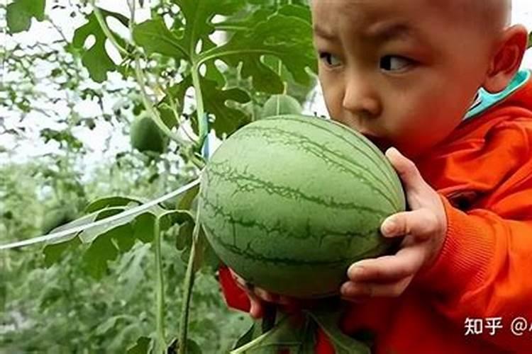 西瓜怎么种植才又大又甜？