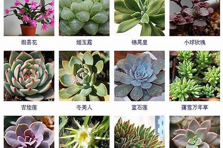 花生需要施什么肥结果多