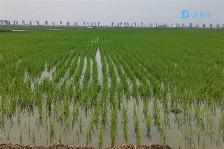 水稻撒了复合肥24小时就下雨,肥料会流失吗？