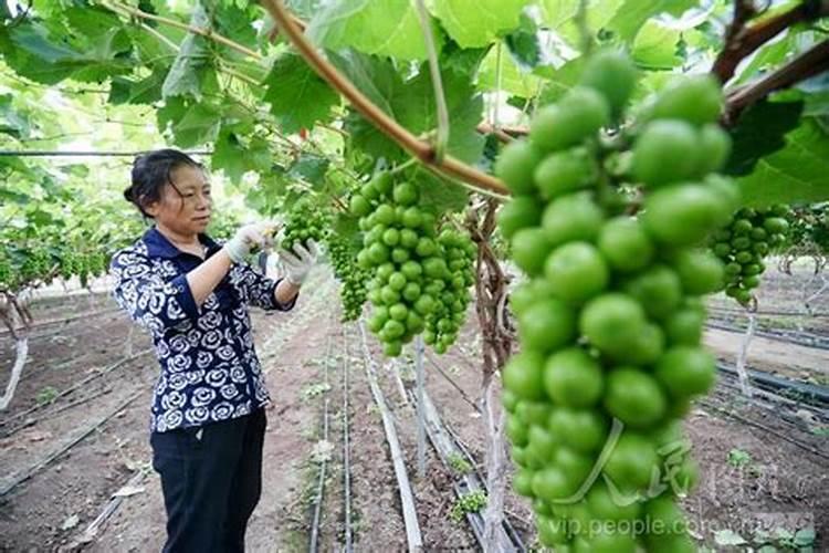 葡萄专用肥料