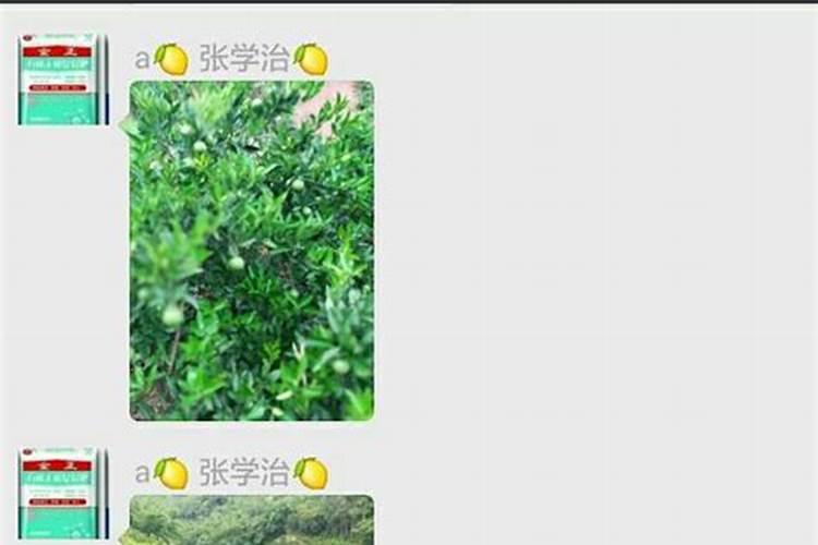 矮杆大穗小麦种有哪些