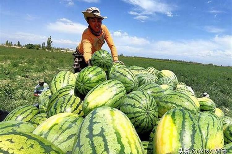 西瓜出苗多久可以施肥