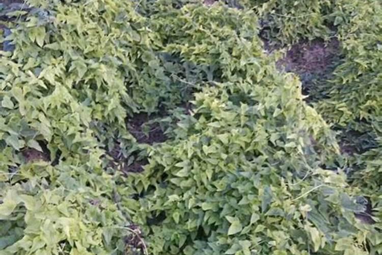 山药追肥用什么肥料好