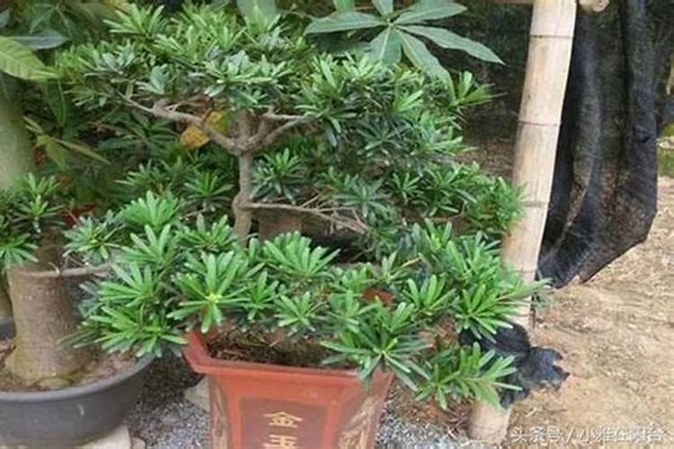 硝态氮肥没雨易挥发吗？