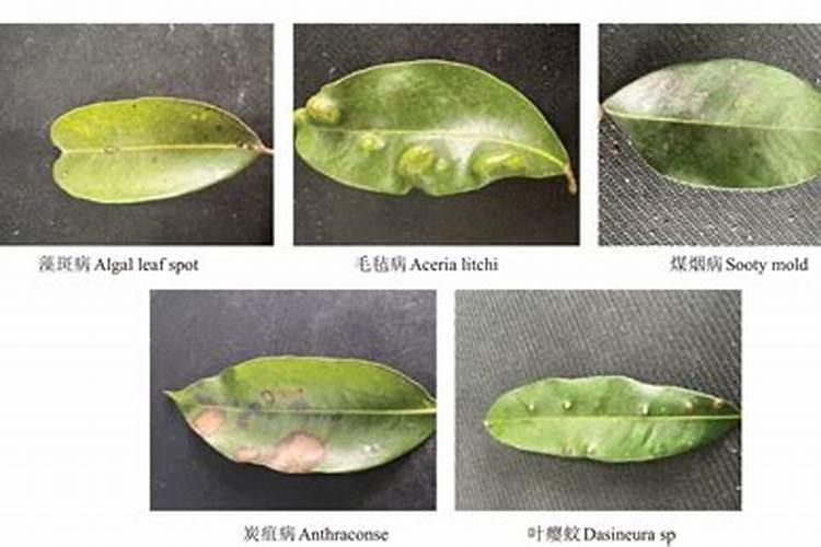 荔枝缺素的症状有哪些？
