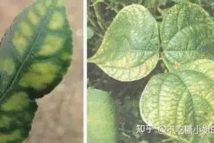荔枝怎么施肥才能高产