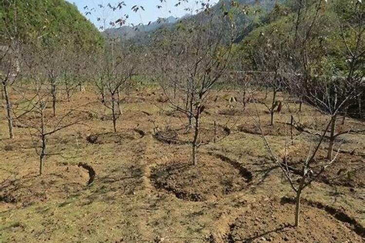 车厘子树苗怎样种植