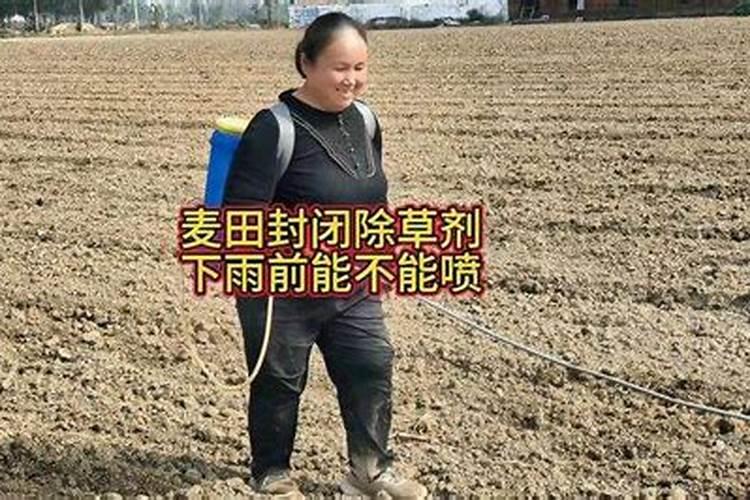 茶树施肥在下雨前还是下雨后好