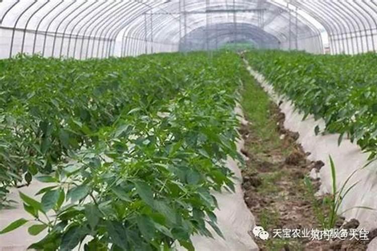 软枣猕猴桃几月份开花结果