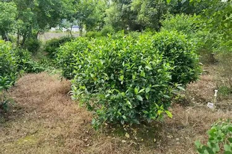 中量元素水溶肥料叶绿素有害吗？