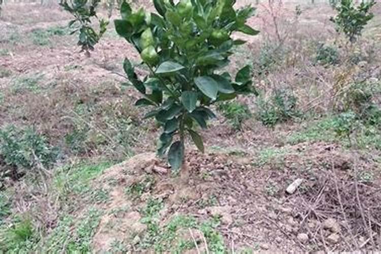 种植生姜用什么肥料最好？