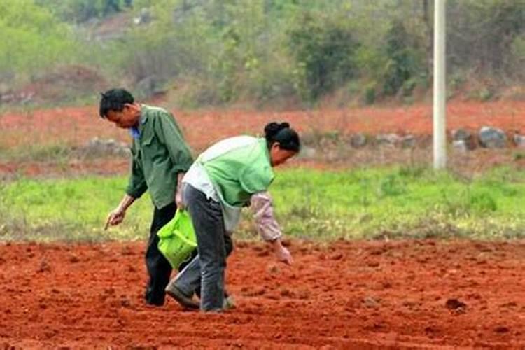 农村种植水稻,不用化肥,全部用农家肥,可以达到高产吗？