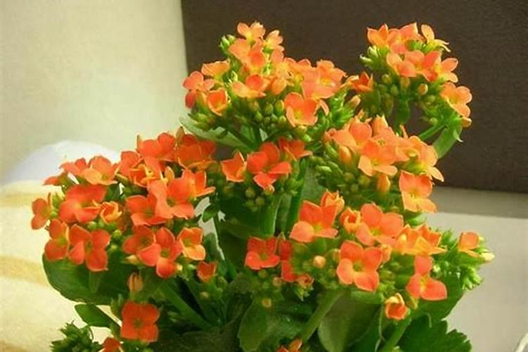 长寿花长花苞的时候施什么肥