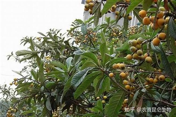 怎样区分氮肥和磷肥和钾肥