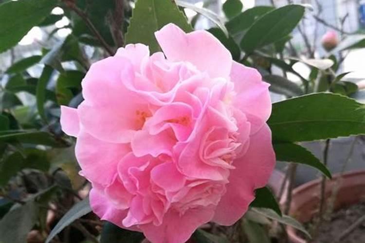 茶花开花期间可不可以叶面施肥.谢谢大家