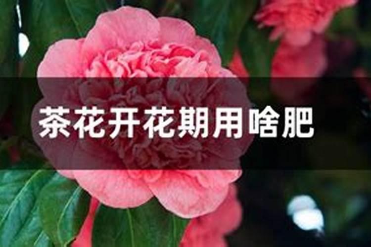 促进茶花开花施什么肥(茶花开花期间施什么肥最好)