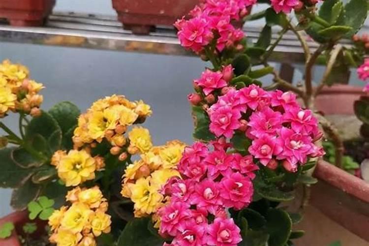 蛋壳磨碎后怎么做肥料