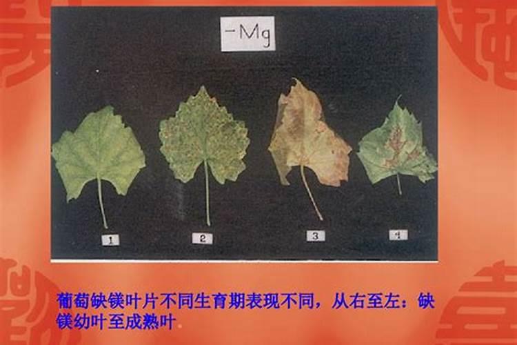 小麦打什么叶面肥增产