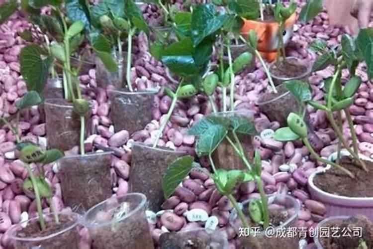 豆子煮熟后怎样发酵才能当肥料 可以当花肥吗