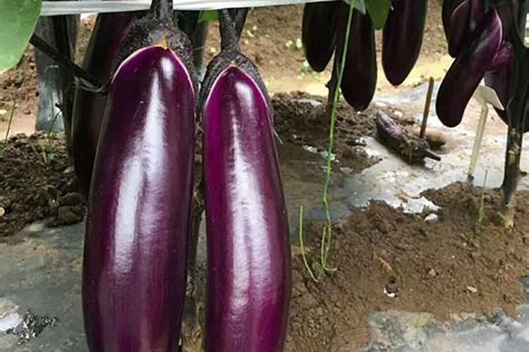 茄子追肥用什么肥料好