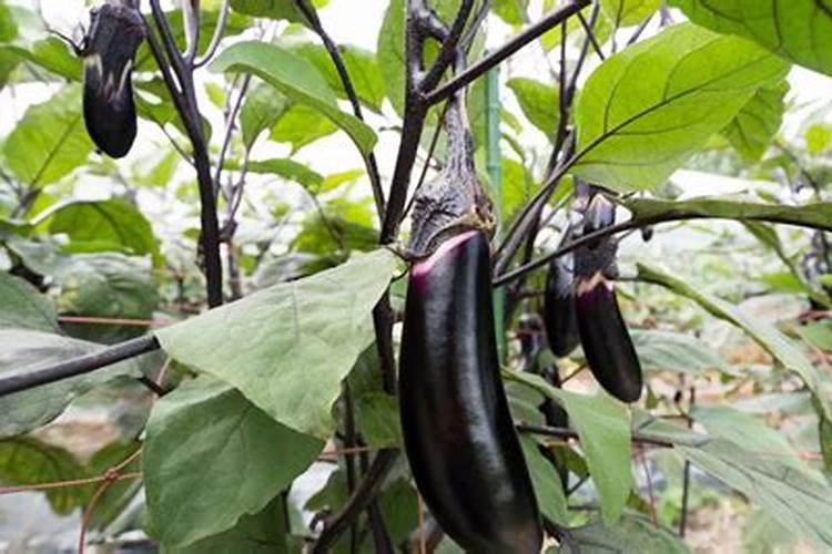 种茄子用什么肥料最好