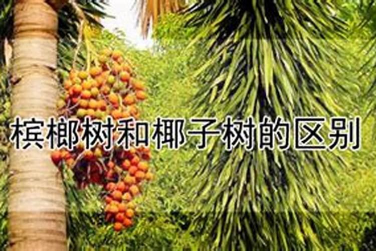 槟榔苗种多久可以施生根水种肥料？