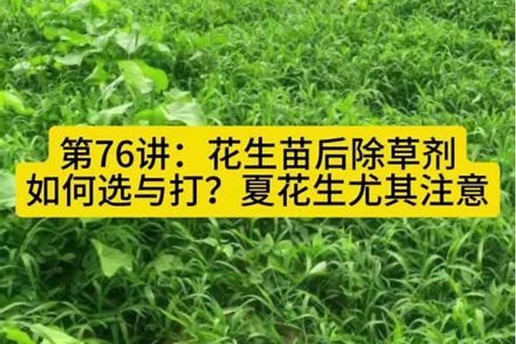 花生什么时候用矮壮丰
