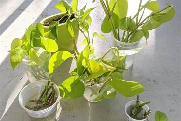槟榔催花技巧 槟榔催花技巧有哪些
