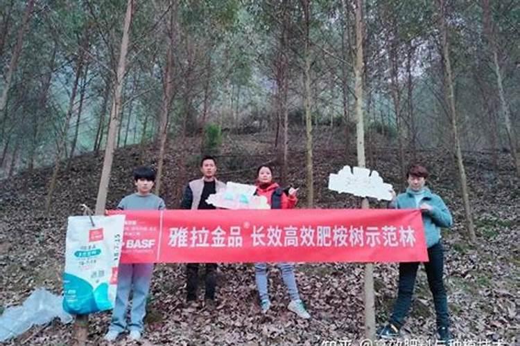 油茶树什么时候施肥最佳