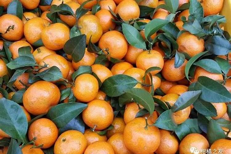 酸桔头砂糖桔什么时候最容易落果