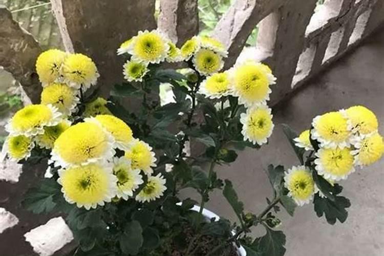 西红柿屁股清怎么回事？