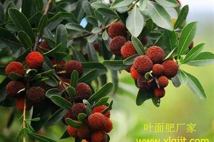 葡萄成熟后他会坏掉看图片!有人知道这是为什么吗？