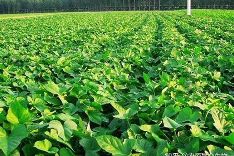 油茶树应该如何施肥？应该选用怎样的肥料？