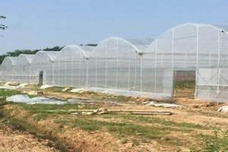 柚子树冬肥什么时候放 柚子树冬肥的肥料配比